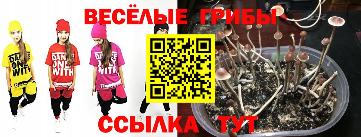 Псилоцибиновые грибы Cubensis  Вход с VPN  Набережные Челны 